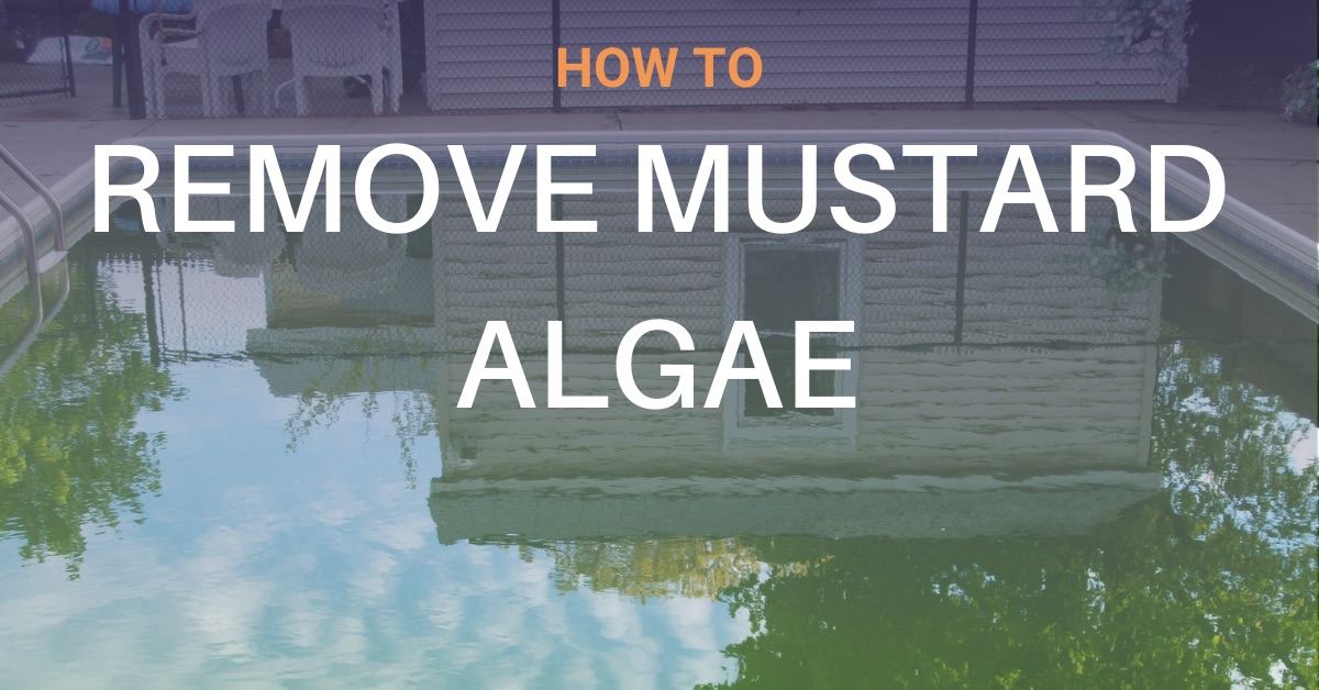 How To Remove Mustard Algae from Your Pool