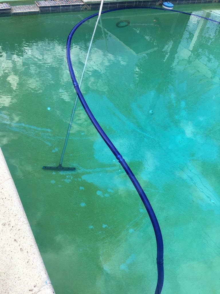 mustard pool algae
