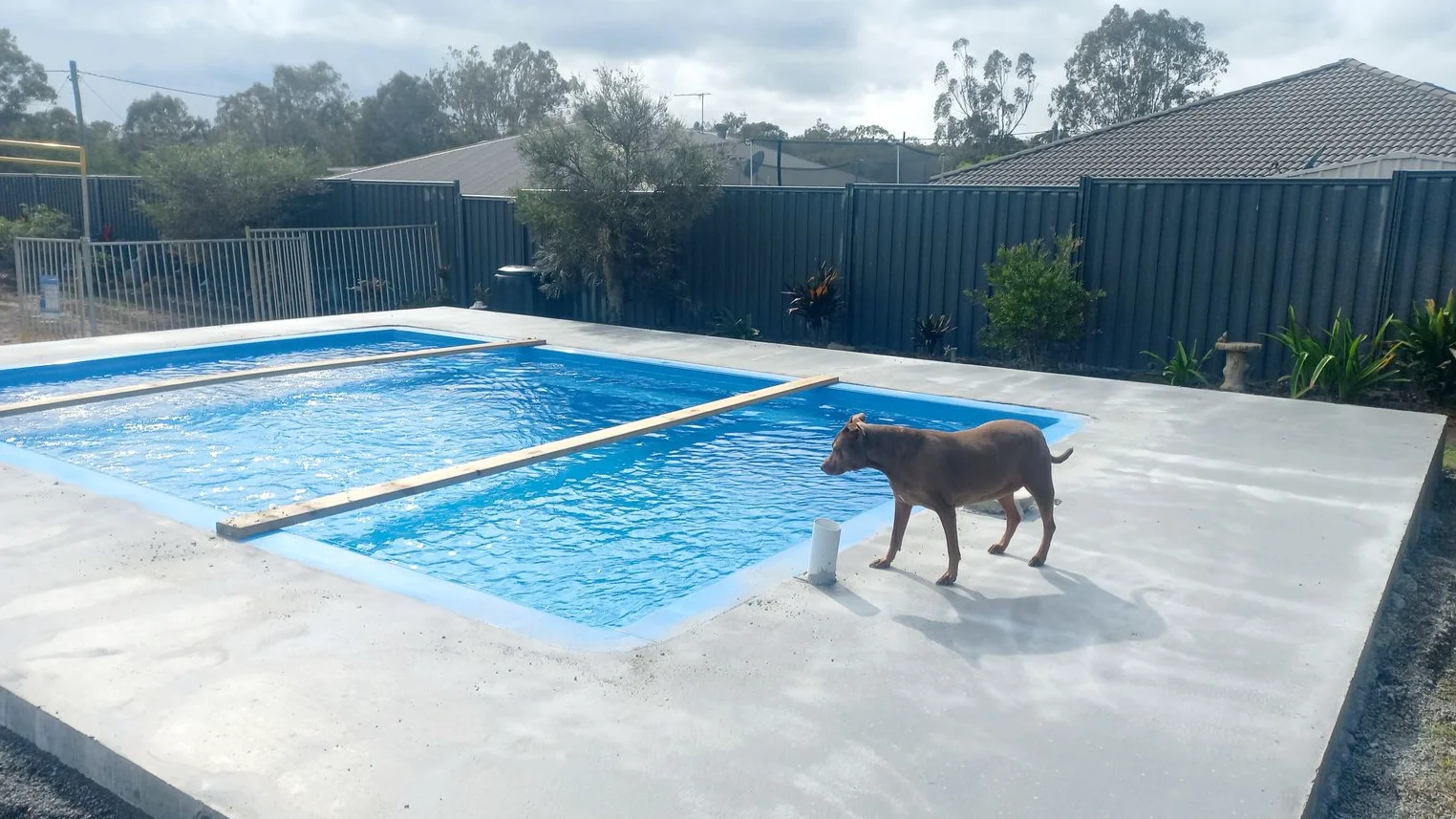 Brown dog standing on a concrete surround beside a blue fibreglass pool in a fenced backyard