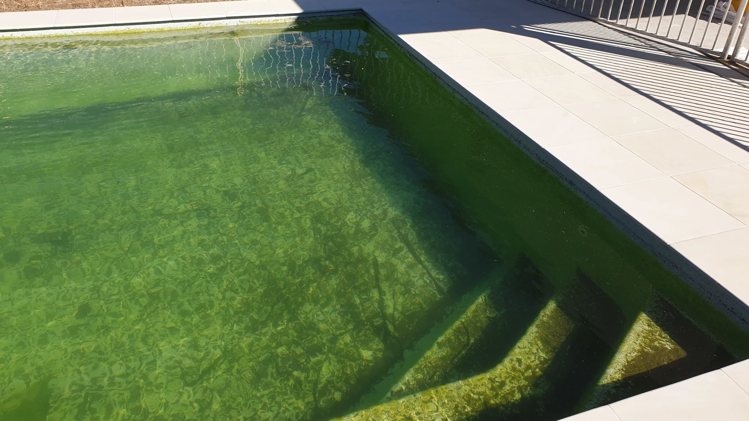 How to Keep Your Pool Algae-Free: Prevention Guide