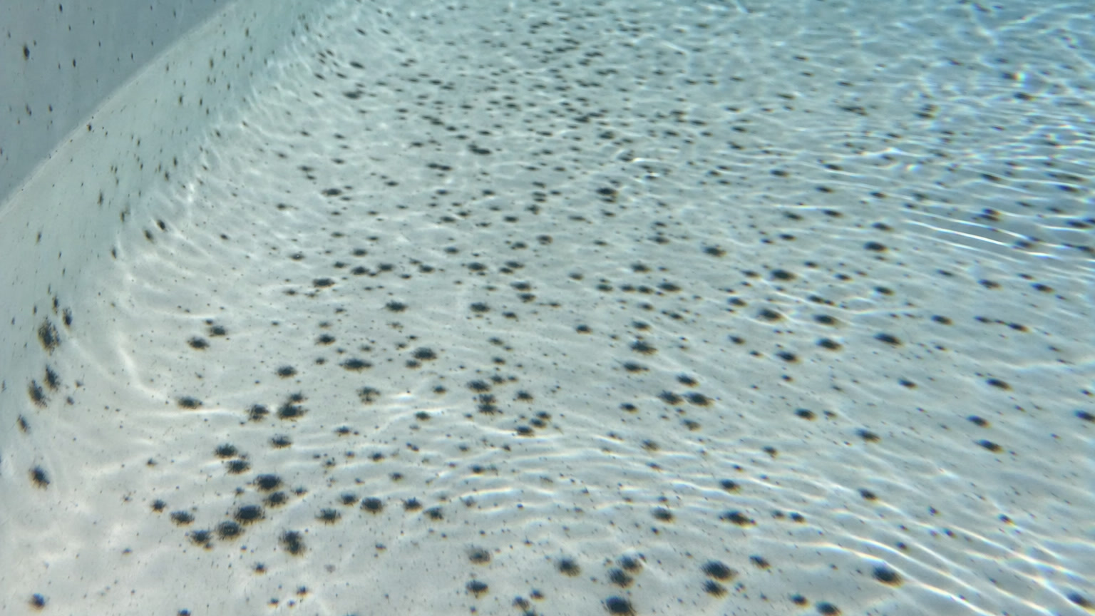 Dark black spots and osmosis blistering scattered across a submerged gelcoat pool surface near the step