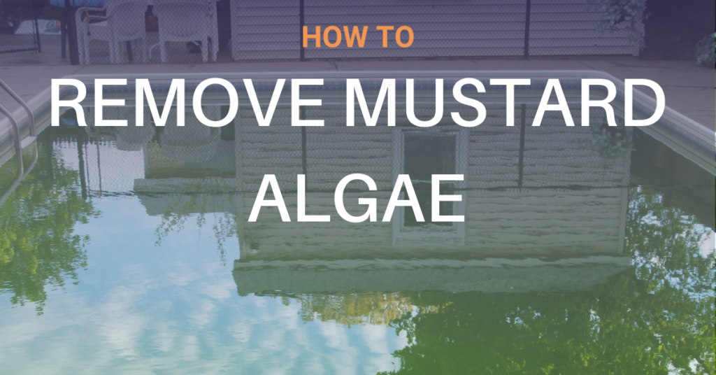 how to remove mustard algae blog header